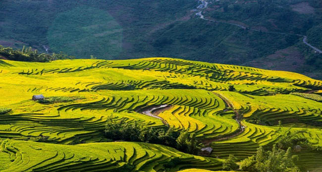 Où visiter les rizières en terrasses au Vietnam 4