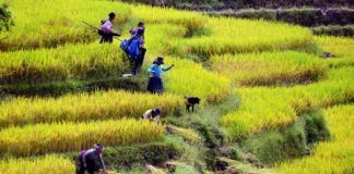 Randonnee dans la reserve Pu Luong
