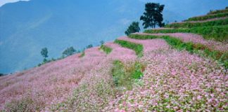 ha giang