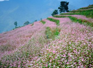 ha giang