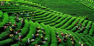 la culture du the au Vietnam