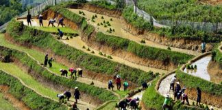 la culture du riz au Vietnam