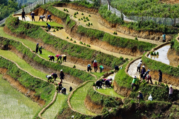 la culture du riz au Vietnam