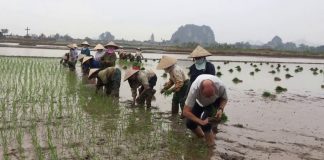 Cultiver le riz au Vietnam