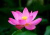 le lotus la fleur nationale du vietnam