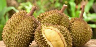 le durian