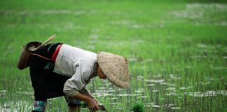 Voyage au Vietnam en Mars ou Avril ou Mai