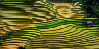 Quand voir les rizieres en terrasses au nord vietnam 4