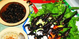 marche aux insectes Vietnam