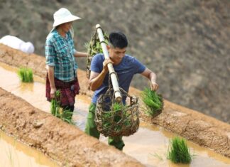 Vietnam en février 1