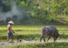 buffle au Vietnam 2