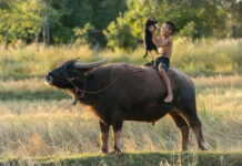 buffle au Vietnam