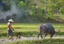 Culture du riz au Vietnam