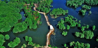 Mangrove de Can Gio