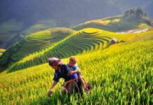 meilleure période pour contempler des rizières en terrasse au Vietnam