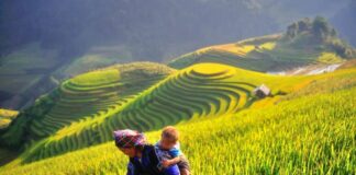 meilleure période pour contempler des rizières en terrasse au Vietnam