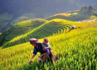 meilleure période pour contempler des rizières en terrasse au Vietnam