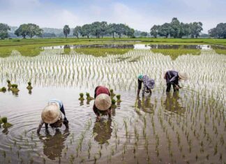 préparer votre premier voyage au Vietnam