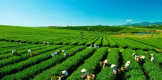 plateau de thé de Moc Chau