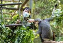 Le Parc national de Cuc Phuong / Que voir et faire ? Le Parc national de Cuc Phuong