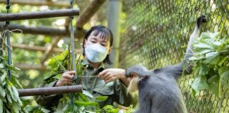 Le Parc national de Cuc Phuong