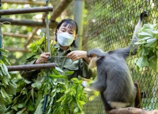Le Parc national de Cuc Phuong / Que voir et faire ? Le Parc national de Cuc Phuong