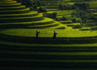 Nord, Centre ou Sud du Vietnam