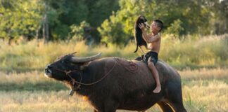 Le Buffle au Vietnam