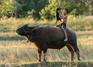 Le Buffle au Vietnam : Symbole culturel, rôle agricole et secrets d’une icône nationale Le Buffle au Vietnam